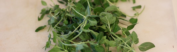 Oregano